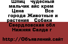 Шпиц - чудесный мальчик айс-крем › Цена ­ 20 000 - Все города Животные и растения » Собаки   . Свердловская обл.,Нижняя Салда г.